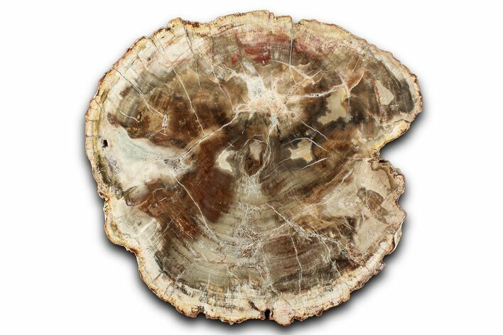 Polished Petrified Wood (Araucaria) Round - Madagascar #344708